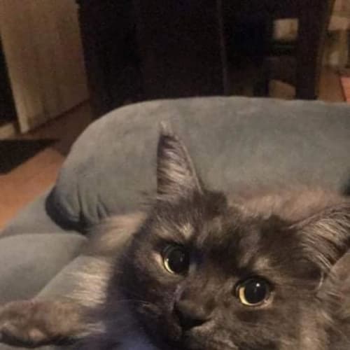 Opie