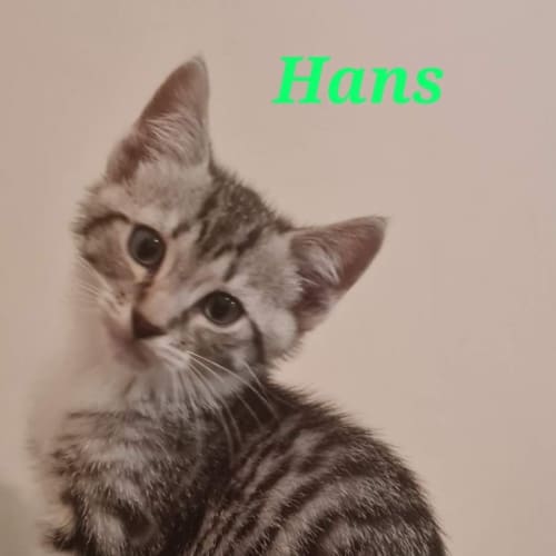 Hans
