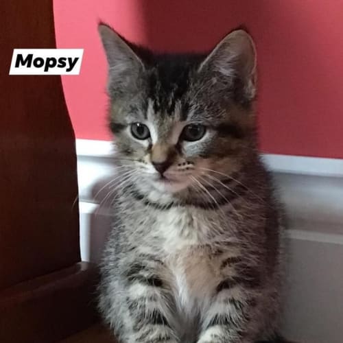 Mopsy