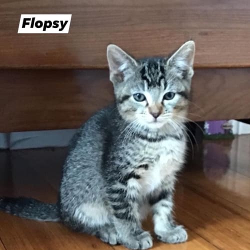 Flopsy