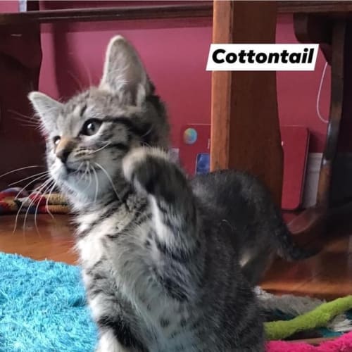 Cottontail