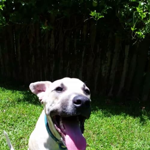 Smiler