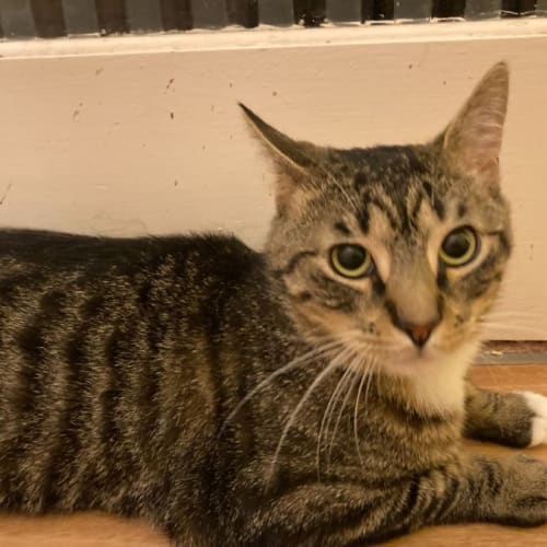 Charles - Located in Lower Templestowe