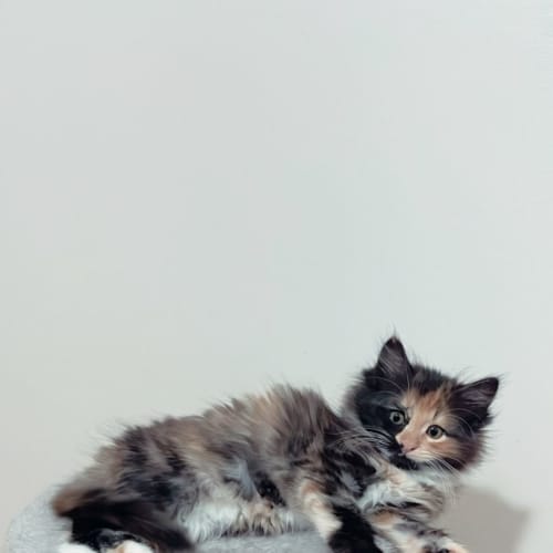 Cora