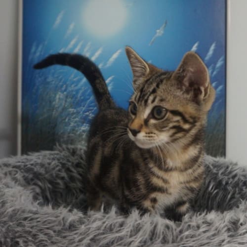 Mowgli