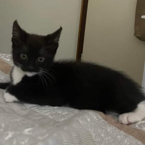 Tom **2nd Chance Cat Rescue**