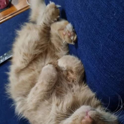 Bruce 