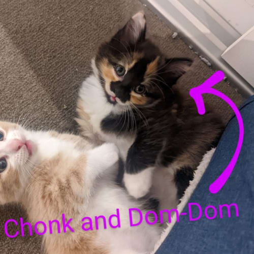 Dom-Dom and Chonk