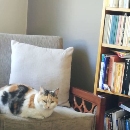 Missy - Located in Preston
