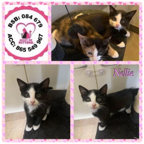 Nellie