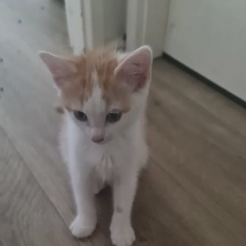 Butter and Scotch 