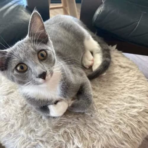 O'Malley 