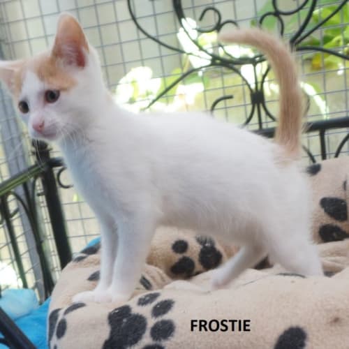 Frostie