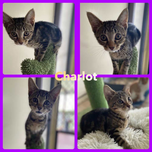 Charlot
