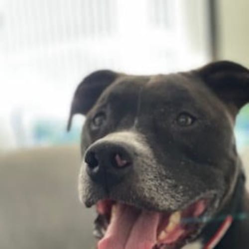 Jax