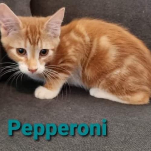 Pepperoni 