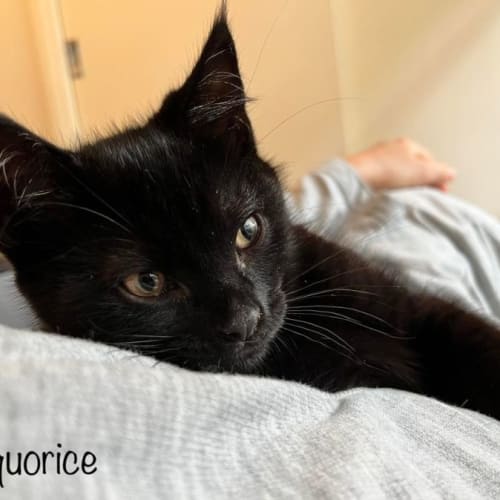 Liquorice - Located in Coburg
