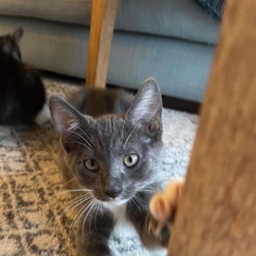 Goji, Rufus and Plum