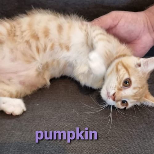 Pumpkin 