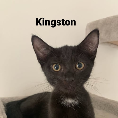 Kingston
