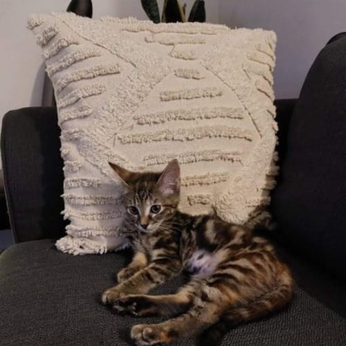 Zelda **2nd Chance Cat Rescue**
