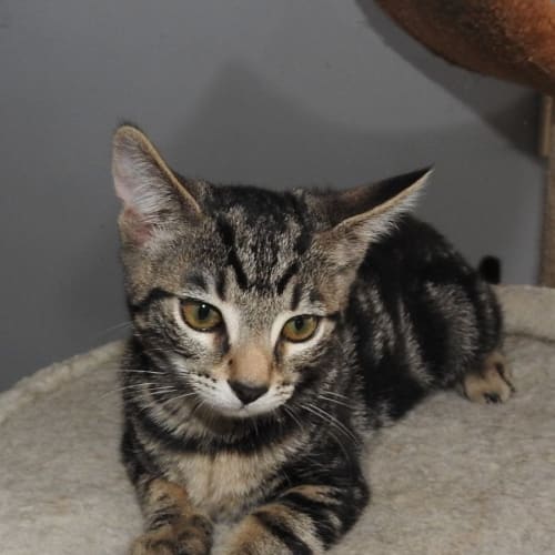 Leo @ Petstock Rouse Hill