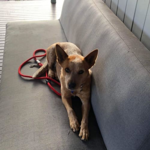 Bonnie ~ 2yr Old Cattle Dog X(On Trial 7/3/22)