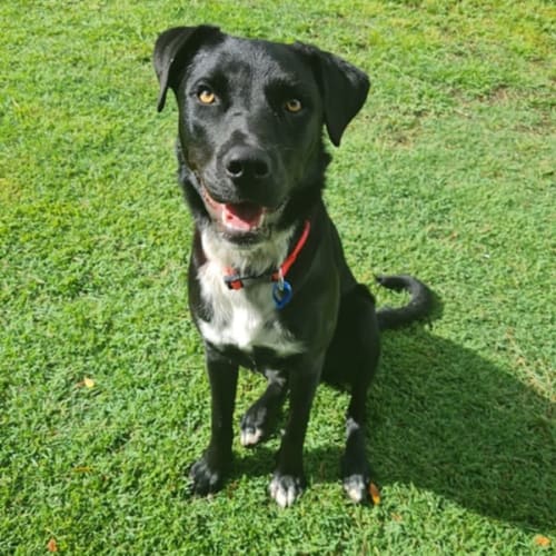 Paris *$150 Adoption Fee*