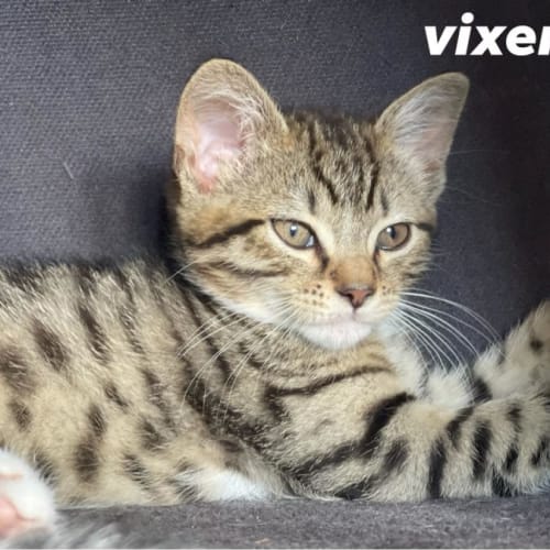 Vixen **2nd Chance Cat Rescue**