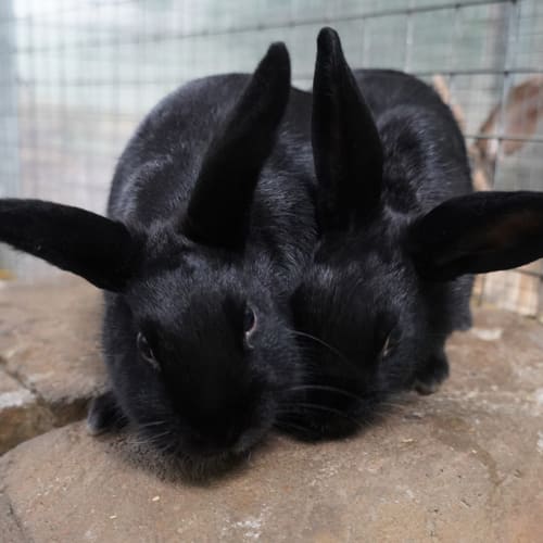 Mopsy