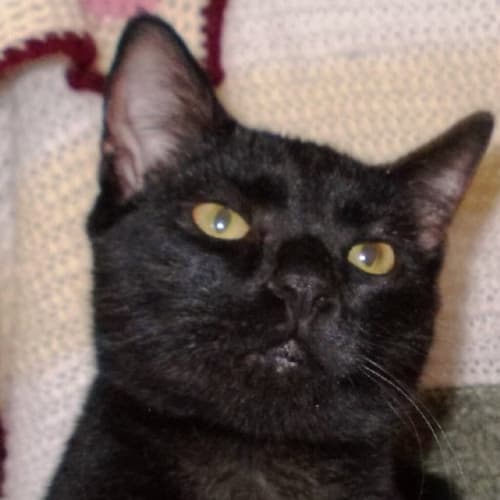 No photo for Onyx