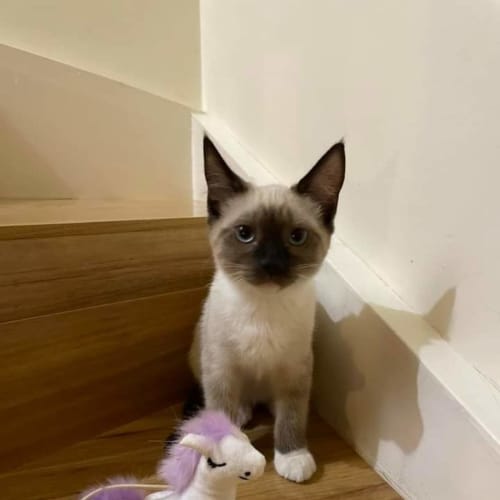 Vivian 