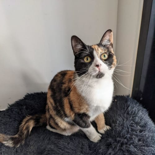 No photo for Petunia