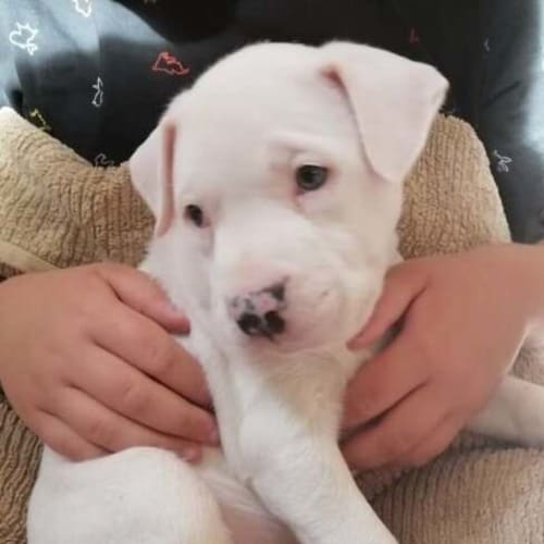 Yuki
