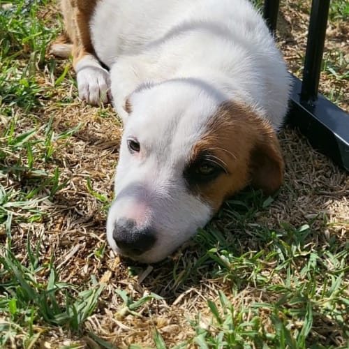 Puppy Gertrude DL2762