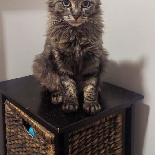 Harriet