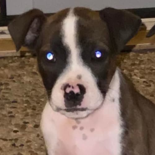 Remi