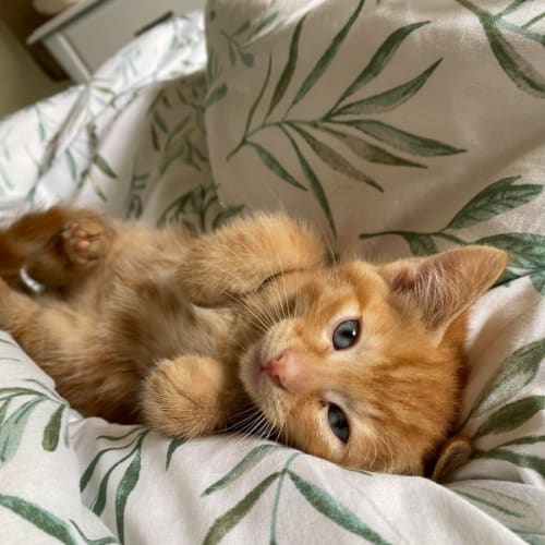 Harvey**2nd Chance Cat Rescue**