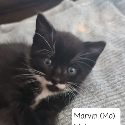 Marvin