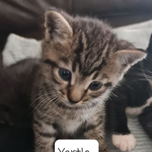 Yertle