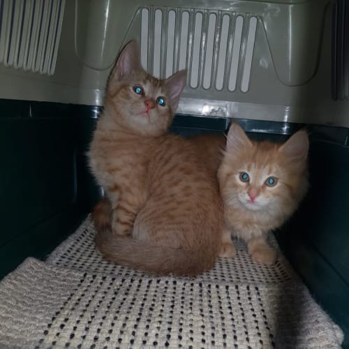 Neville**2nd Chance Cat Rescue**