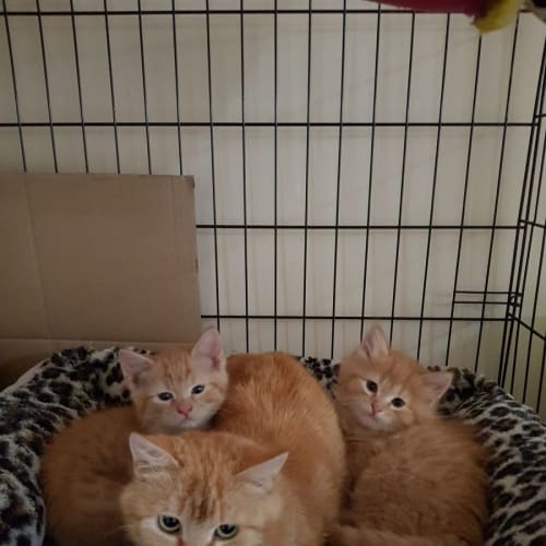Barry**2nd Chance Cat Rescue**