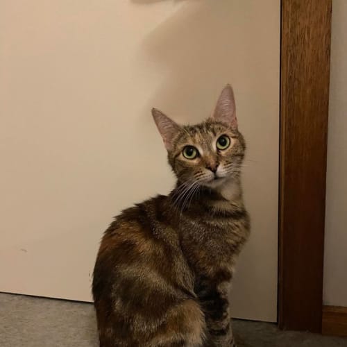Sabrina**2nd Chance Cat Rescue**