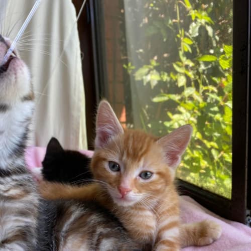 Morgan**2nd Chance Cat Rescue**
