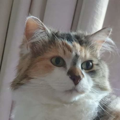 Bella