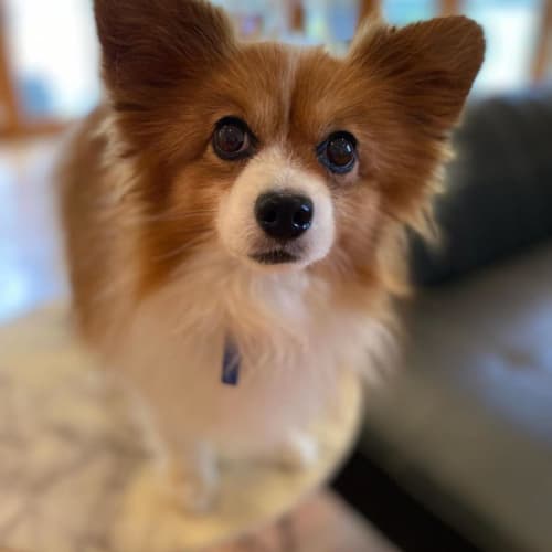 Mr. Sniffles