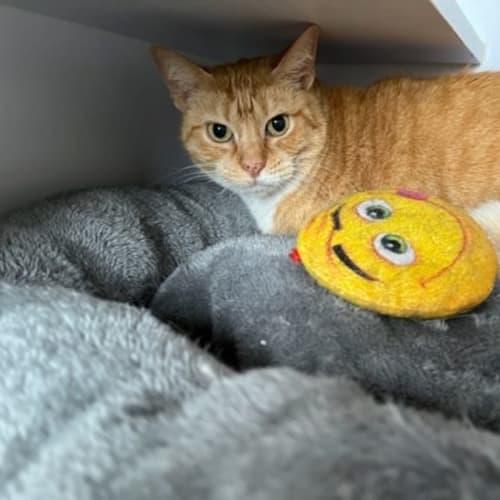 Winnie