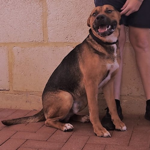 Maximus