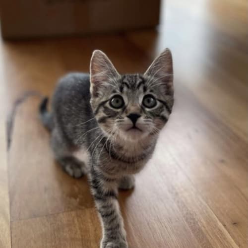 Charli 💓😻