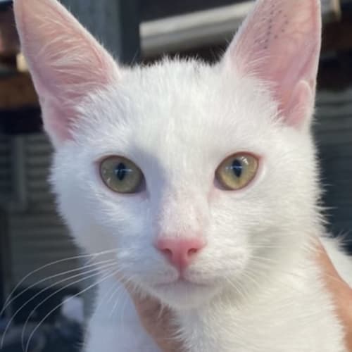 Vladi